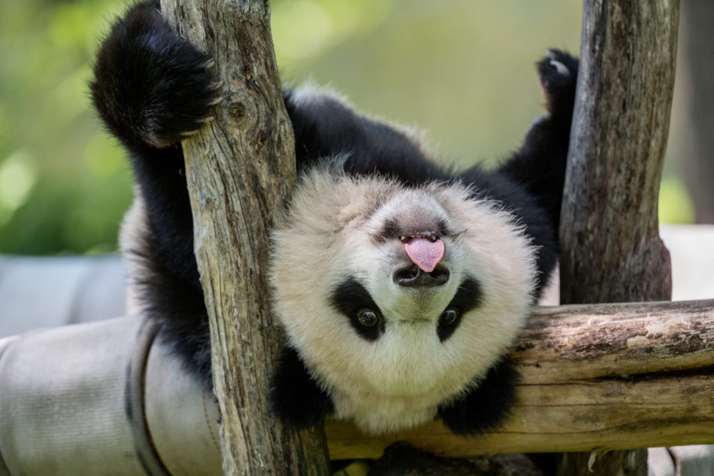 All Of The Zoo's Pandas Are Leaving By December 7 – DCist