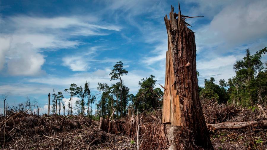 EU deforestation rules risk ‘catastrophic’ impact on global trade, says ITC chief